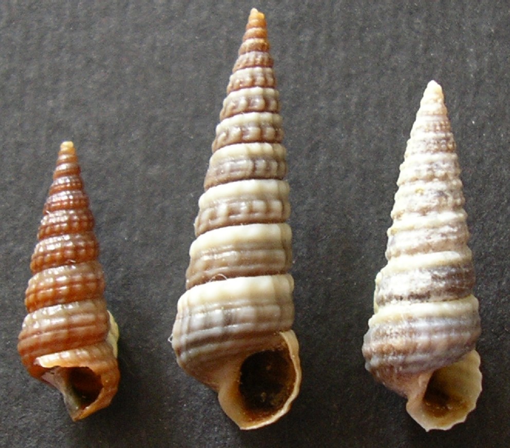 Pirenella conica